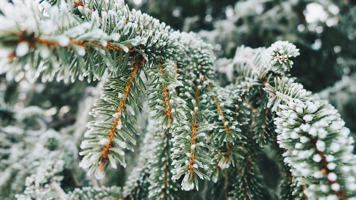 Winter pines